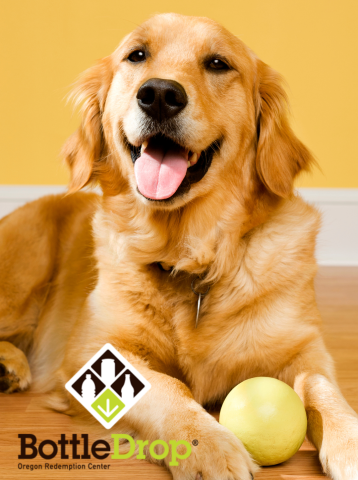 A Golden Retriever holds a tennis ball between his paws
