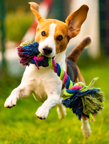 a dog runs through grass carrying a rope toy